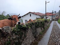 Hallo zei de koe.