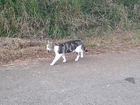 Poes met prooi.