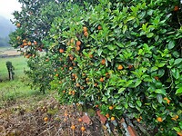 Sinaasappelbomen.