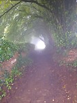Een tunnel in het bos naar het licht.