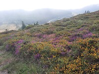Prachtige brem met lavendel.