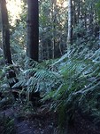 Leura jungle