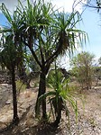 DSC00179