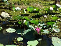 DSC00306
