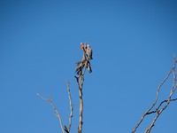 DSC00338 - kopie