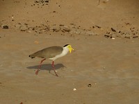 DSC00431