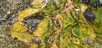 Orakei