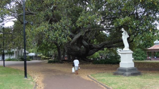 Grillig gevormde boom in stadspark