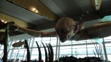 Reuze Gollum die probeert een vis te vangen op Wellington Airport 1