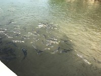 Aquascene