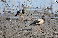 Mamukala wetlands