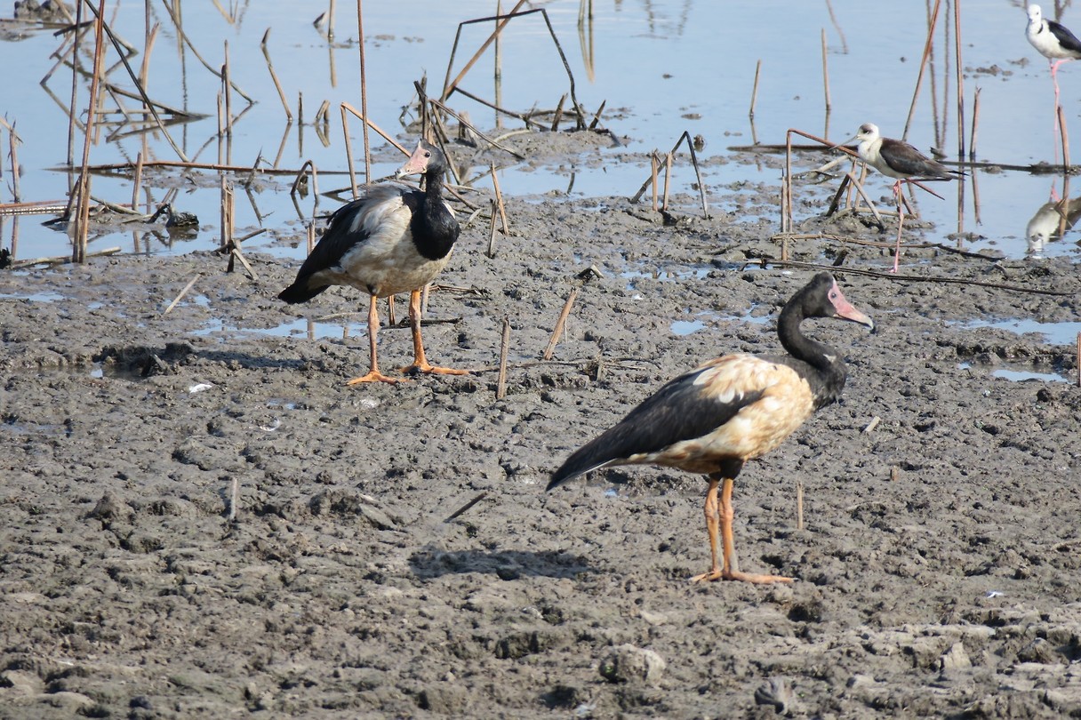 Mamukala wetlands