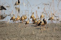 Mamukala wetlands