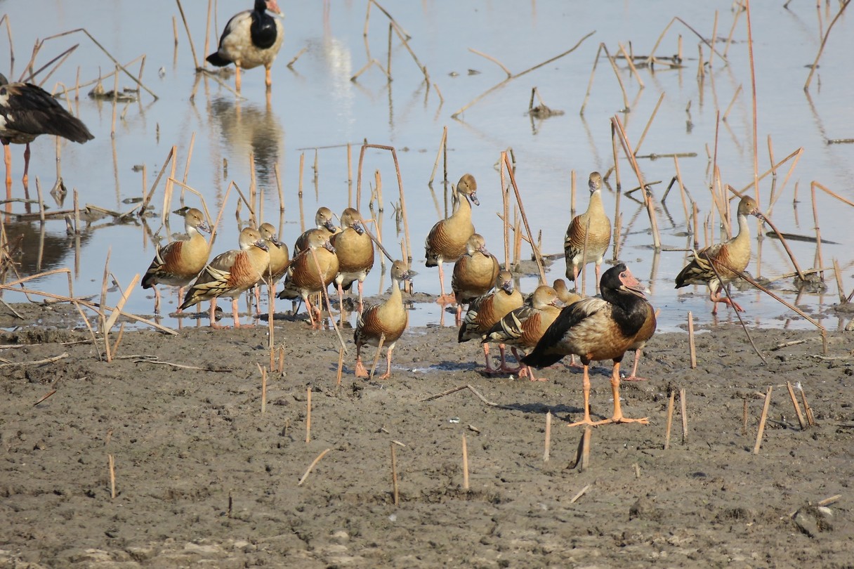 Mamukala wetlands