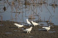 Mamukala wetlands