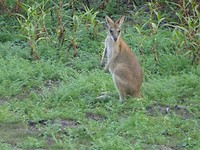 Mamukala wetlands