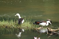Low Level Nature Reserve
