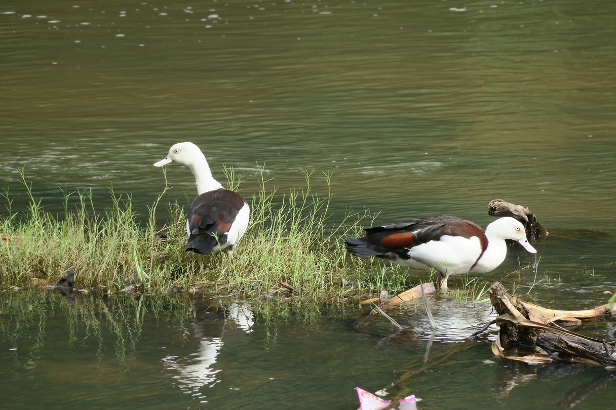 Low Level Nature Reserve