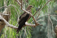 Low Level Nature Reserve