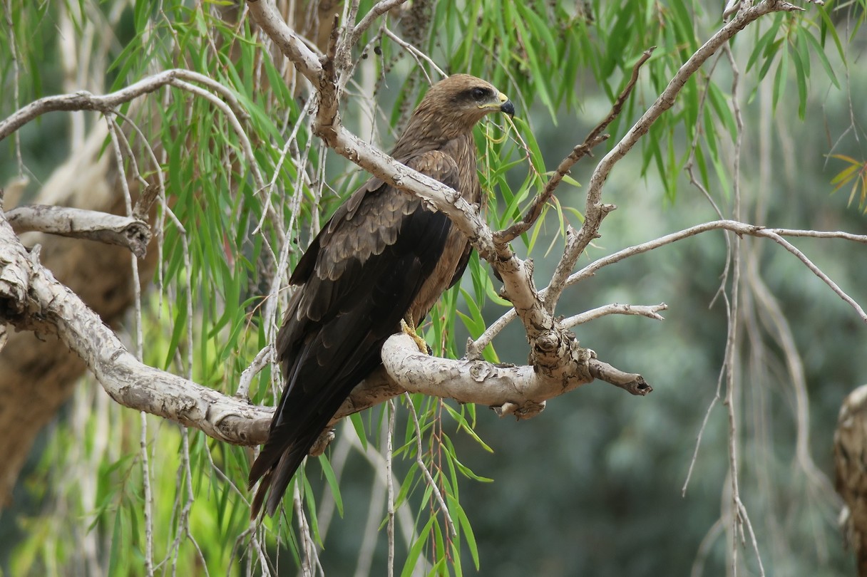 Low Level Nature Reserve
