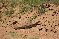 goanna