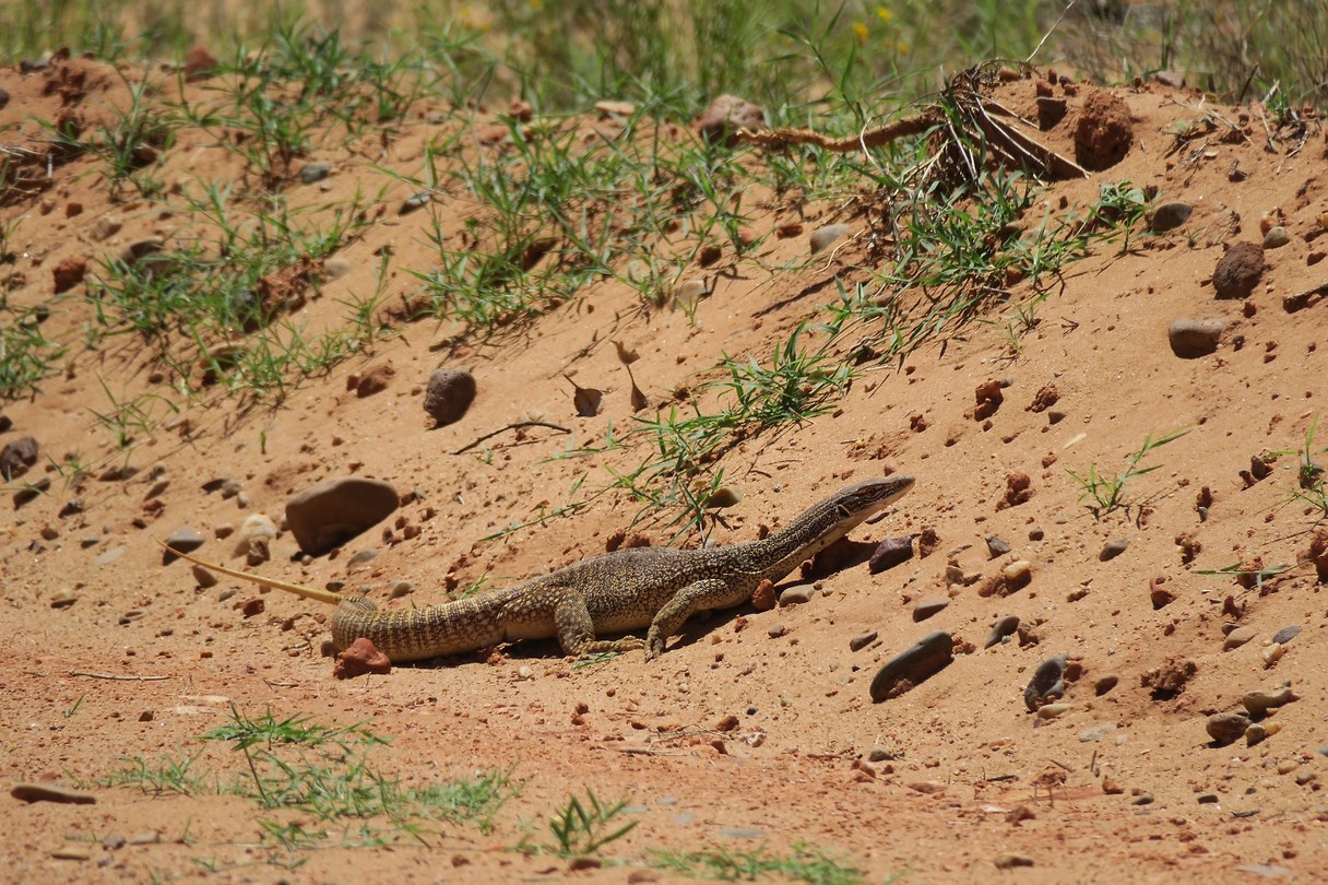 goanna