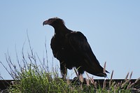 op de spoorlijn (The Gahn)