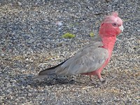 Gallah