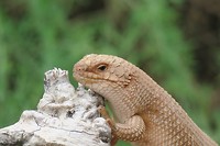 blue tongue lizzard, desert park