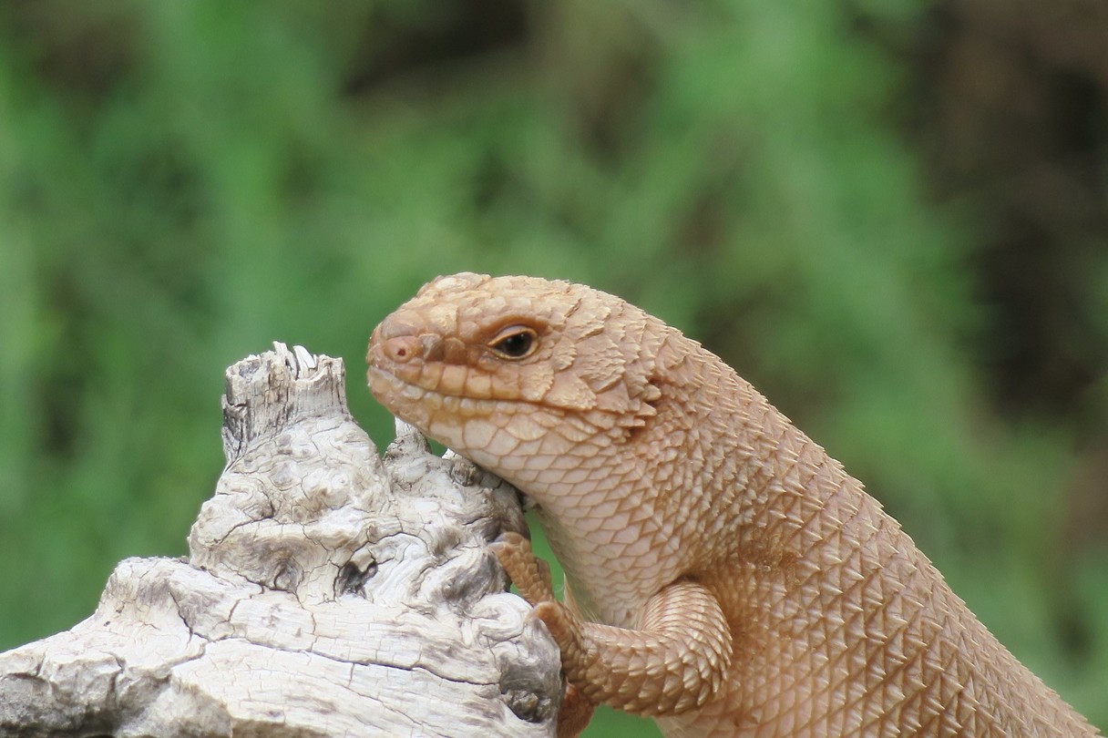 blue tongue lizzard, desert park