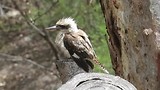 Kookaburra