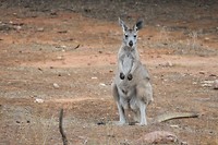 Kangoeroe