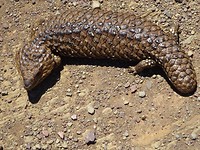 Blue tongue lizzerd