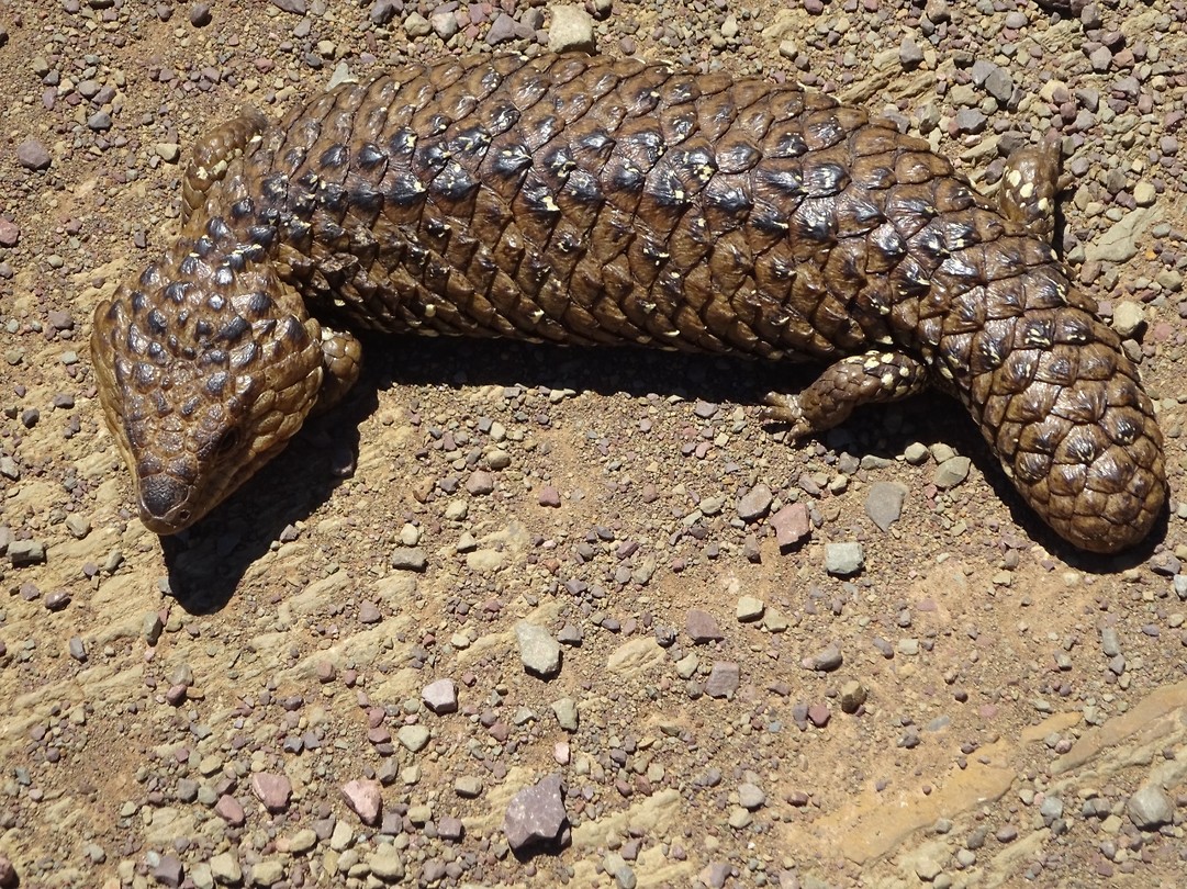 Blue tongue lizzerd