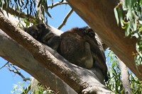 Koala mum en kind