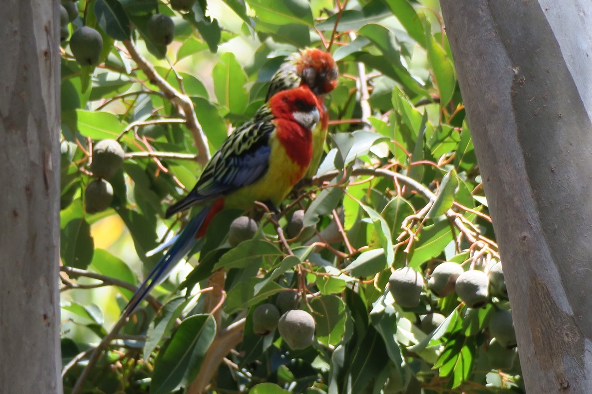 Pracht rosella's