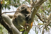 Koala die niet gezien wil worden