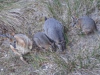 fam Tammarwallaby bij Vivonne Bay