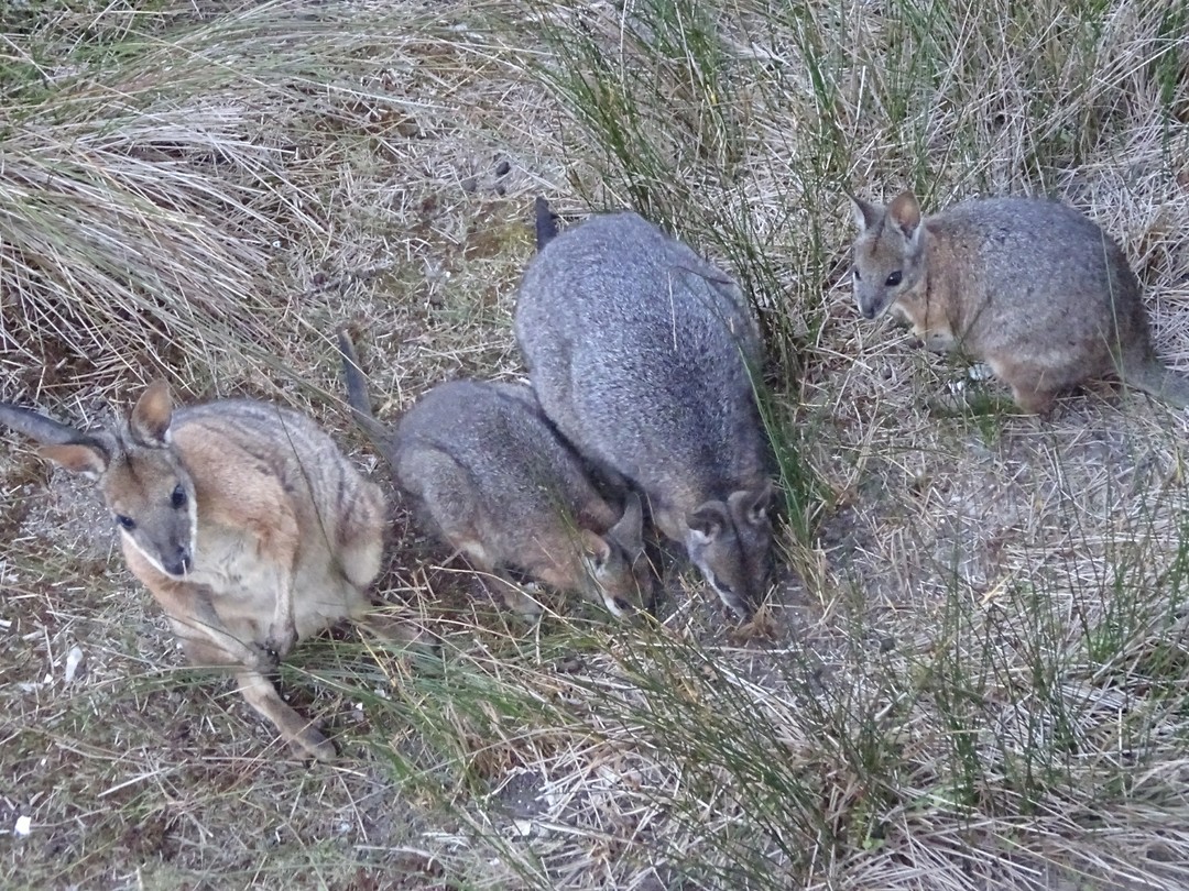 fam Tammarwallaby bij Vivonne Bay