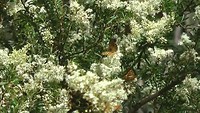 Vlinderboom