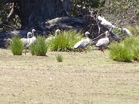 Hoendergans