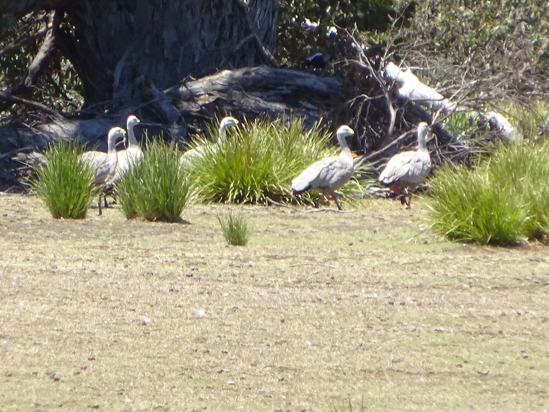 Hoendergans