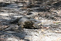 Heath Goanna (Rosenberg's Monitor)