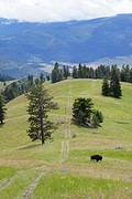 Bison + uitzicht
