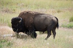 Bison close-up