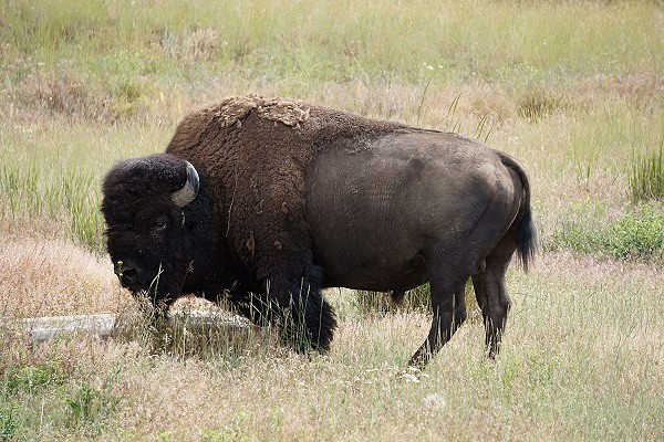 Bison close-up
