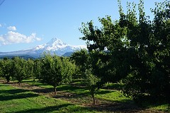 Mount Hood