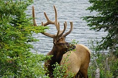 Bull elk (wapiti of mannetjeshert)