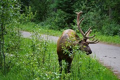 Wapiti vlakbij de trail
