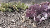 IMG_1068